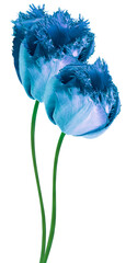 Blue tulip flower on  isolated background with clipping path. Vertical flowers. Close-up. For design.  Transparent background.  Nature.