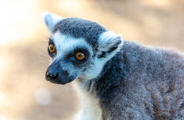 Portrait of a lemur in the zoo