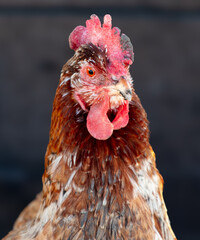 Portrait of a chicken on a farm