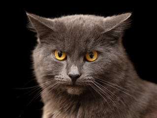 Portrait of a gray cat isolated on a black background
