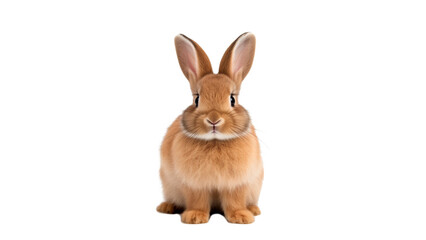 Rabbit animal cut out. Isolated bunny animal on transparent background