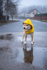 A red Shiba inu dog dressed in a yellow raincoat is standing on a street on rainy and foggy day