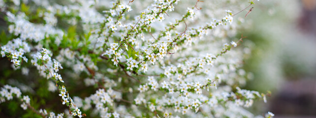 Panorama arching branches stems carry Thunberg Spirea or Spiraea Thunbergii bush blossom, flurry of...