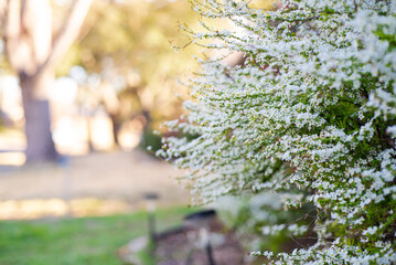 Landscaping front yard edging grassy lawn and blossom Thunberg Spirea bush blossom, flurry of small white flowers appears very early Spring, Dallas, Texas, dwarf compact shrub cover arching stems - obrazy, fototapety, plakaty