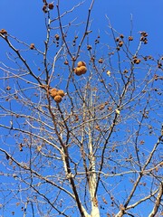 branches against blue sky