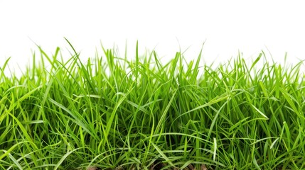 grass with white background  