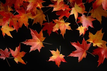 Naklejka na ściany i meble Enchanting sight: Maple leaves suspended in mid-air, defying gravity.