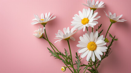 White daisy chamomile flowers on pink background. Creative lifestyle, summer, spring concept. Copy space.