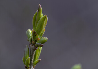 spring twig blooming with green buds