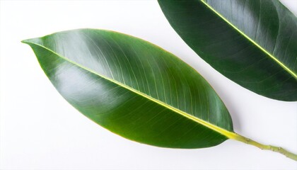 close up of green leaf