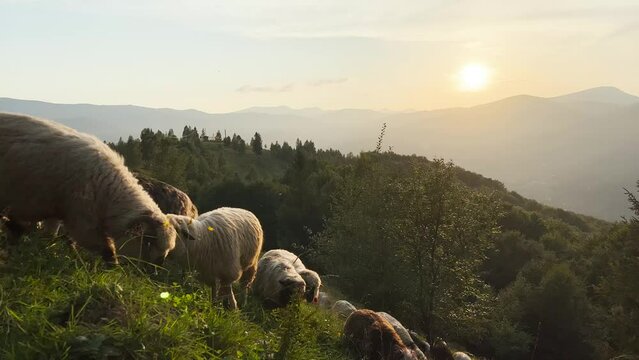 A flock of sheep graze on grass on a hillside. The green landscape stretches along the sunset mountains in the Ukrainian Carpathians