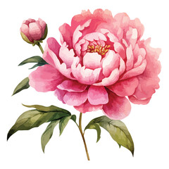 Watercolor Pink Peony Clipart  Isolated on White Background