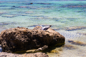 White seagull on a stone against the background of the sea