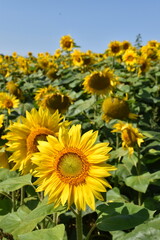 Obraz premium A field of sunflower flowers, Québec, Canada