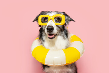 Portrait summer pet dog inside of a ring yellow float. Isolated on pink solid background