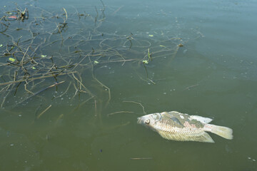 Wastewater causes dead fish to float on the surface of the water.