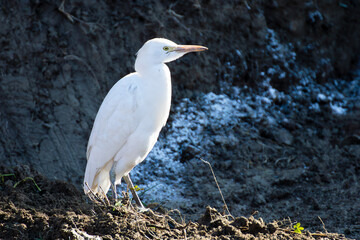 Piccola cicogna in cerca di cibo in un area di costruzione