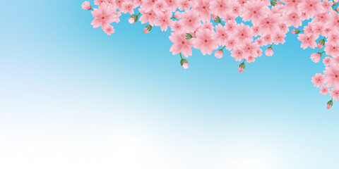 ピンクの桜の背景イラスト　春の背景 - obrazy, fototapety, plakaty