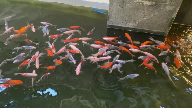 A group of Koi fish in a pond