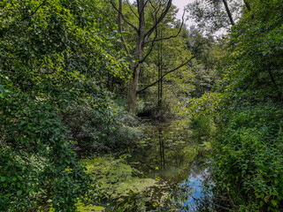 Obraz premium Wilderness in the City - Upper Alster in Hamburg