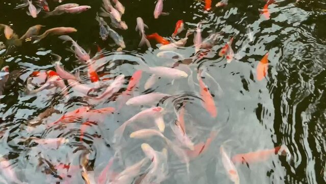 A group of Koi fish in a pond