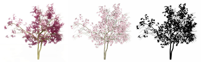 Set or collection of Magnolia Flowers trees, painted, natural and as a black silhouette on white background. Conceptual 3d illustration for nature, ecology and conservation, strength, beauty