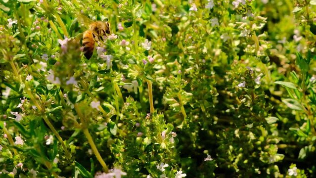 Bee in blooming thyme. Blooming thyme and bees macro.Fragrant herbs and spices.organic bio farming. High quality 4k footage