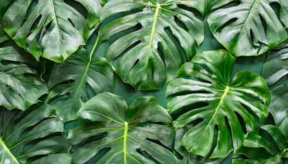 Green monstera leaves background. Spring or summer season. Flat lay