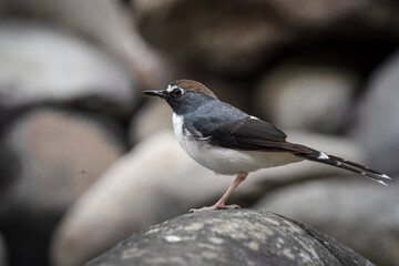 The Sundanese forktail bird is a type of water bird that usually lives in high mountain areas with cool climates. The photo depicts the Sundanese forktail bird looking for food in a rocky river.