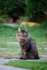 Gato peludo de color negro con ojos verdes mirando a cámara en el patio