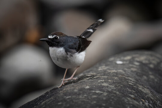 The Sundanese forktail bird is a type of water bird that usually lives in high mountain areas with cool climates. The photo depicts the Sundanese forktail bird looking for food in a rocky river.