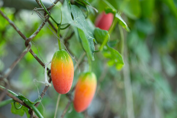The gourd fruit is ripening on the tree