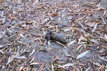 Dog poop on the ground on leaves