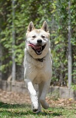 Beautiful akita dog running in the garden with the tongue out