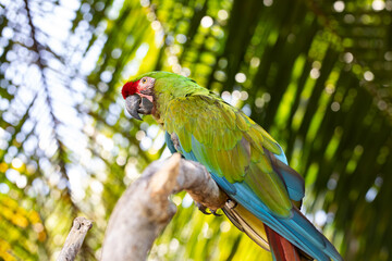 Beautiful macaw parrot sits on a tree branch, ara, wild bird, rainbow parrot