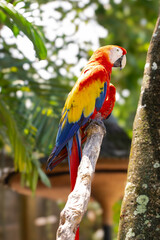 Beautiful macaw parrot sits on a tree branch, ara, wild bird, rainbow parrot