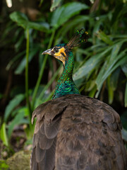 Obraz premium peacock walking in nature, exotic bird