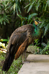peacock walking in nature, exotic bird