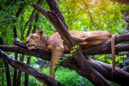 A lion is sleeping in Safari World Zoo, Bangkok, Thailand.