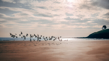 Vuelo de pájaros en la playa - obrazy, fototapety, plakaty