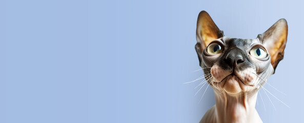 Muzzle of a Sphinx cat on a colored background.