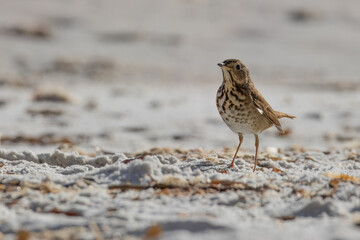 Hermit Thrush on the beach