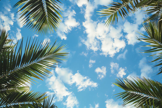 sky and palm tree, AI generated