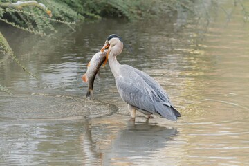 Naklejka premium A heron gracefully spears a fish with its sharp beak, swiftly devouring its catch by the tranquil waters
