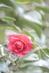 赤いサザンカの花