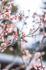 梅の花と白い雲と青空
