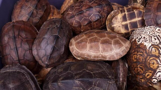 Empty turtle shells in a box.