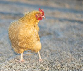 Free ranging chicken hen on a winter field