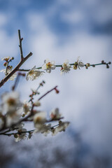 白い梅の花