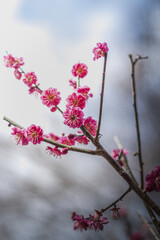 春の訪れを告げる梅の花